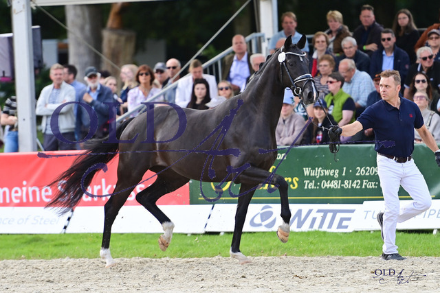 38 Bellini DE433334150820 San Amour I - Fürst Romancier DSC_0463 | <meta name="description" content="★Offizieller Merchandise und Foto-/Videostore des Oldenburger Verbandes.★ ✅Jetzt auch digital Ausdrucke erhältlich." />
<meta name="keywords" content="Merchandise Foto-/Videostore Oldenburger Verband Photographie 