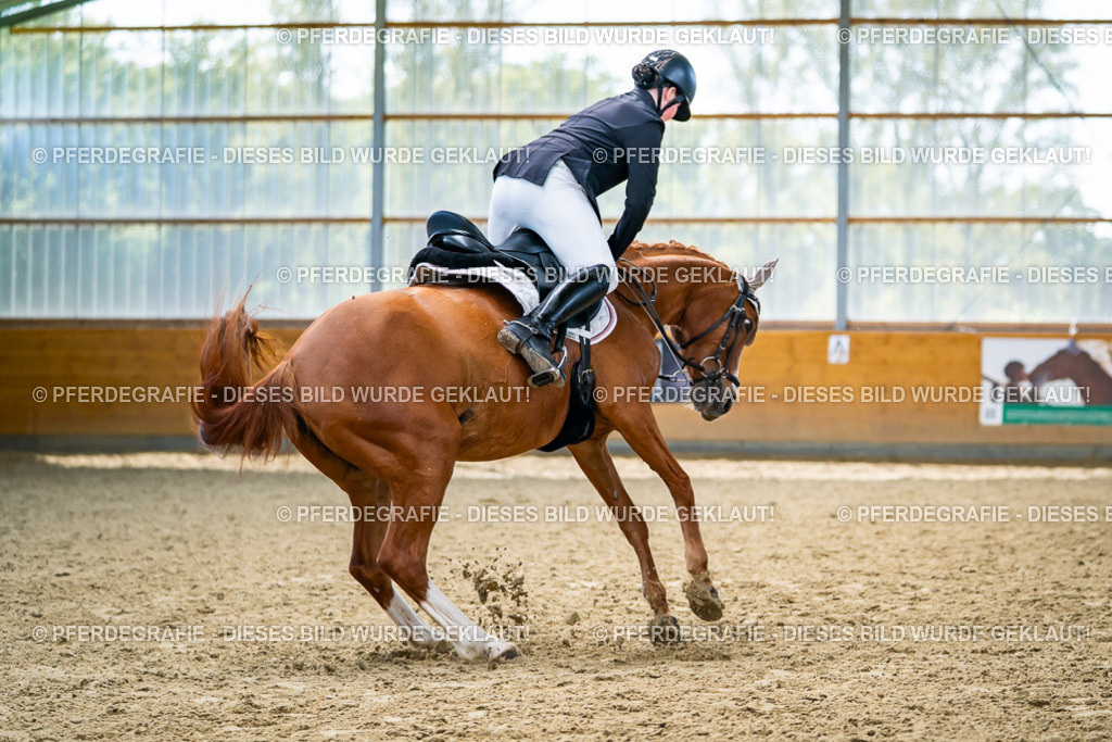 DSC05371 | Pferdegrafie