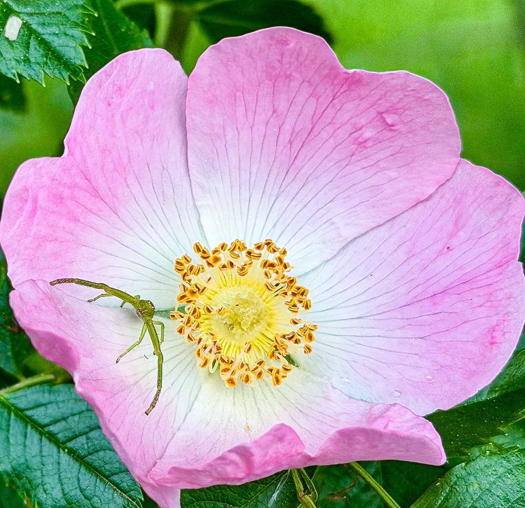 Tiny Green Spider on Wild Rose | Close-up of a tiny green spider exploring a delicate wild rose blossom with soft botanical textures - Realisiert mit Pictrs.com