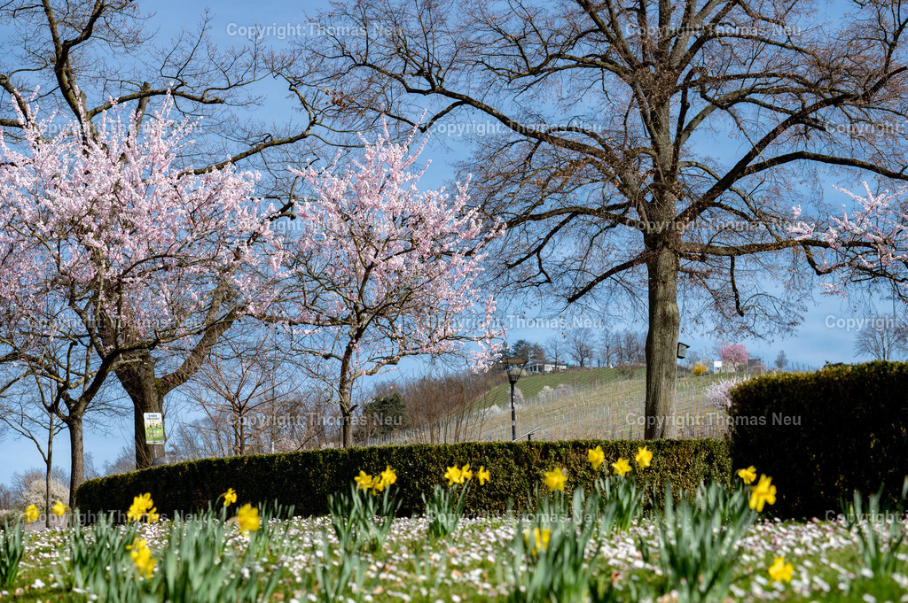 DSC_6690 | bbe, Bensheim,Frühling im Stadtpark Bensheim, im Hintergrund der Kirchberg mit dem Kirchberghäuschen, Mandelblüte, Osterglocken,  ,, Bild: Thomas Neu