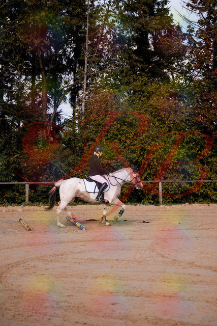 2026_10_03_Siefer-Hof_144156_Z81_14503527 | Professionelle Reitsport-, Turnier- und Eventfotografie von Robert Broda. Galerien mit ausgewählten und bearbeiteten Bildern direkt online ansehen und bestellen.