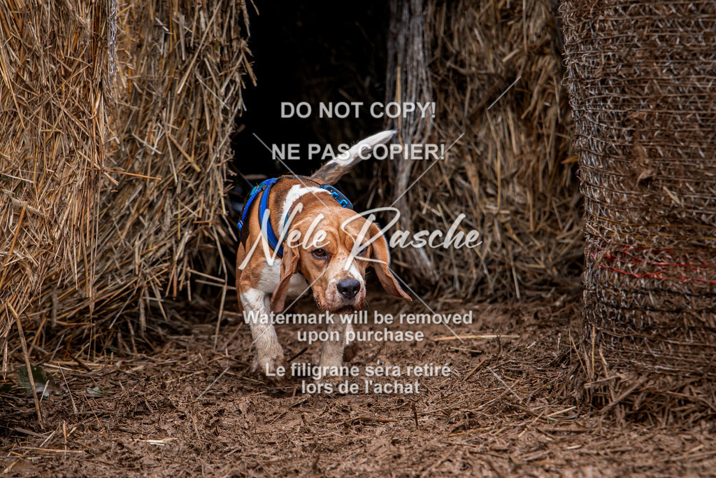 nelerasche_Hunsrück_So09-11_228 | nelerasche