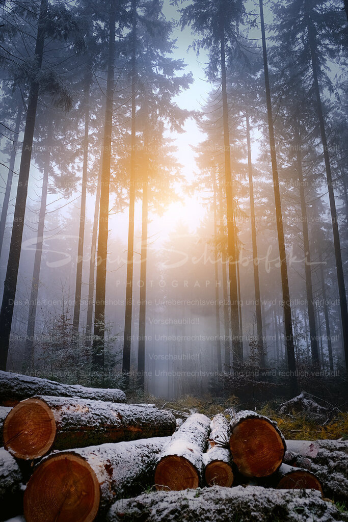 Ein Wintermorgen im Wald | People- und Tierfotografie, Imageaufnahmen, Veranstaltungsfotografie und Wandbilder aus der Natur ★ Made in Germany ✔️ Druck + Downloads ✔️ Naturfotografie in Top Qualität ★ schneller Versand, weltweite Lieferung! - Realisiert mit Pictrs.com