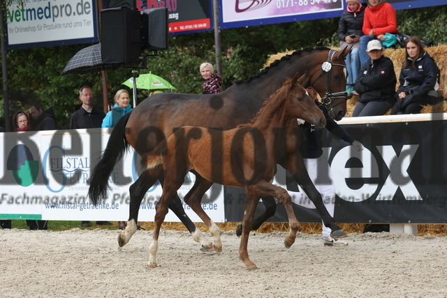 Birkhof_Fohlenchampionat_2023_KN_25 (13) | Alle Fotos der Reiterjournal Fotografin Doris Matthaes im Reiterjournal Online-Fotoshop. - Realizado com Pictrs.com