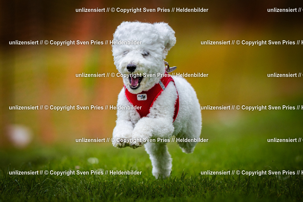 Sven Pries | 2025-04-13 - Hunderennen Baden-Baden - Realisiert mit Pictrs.com