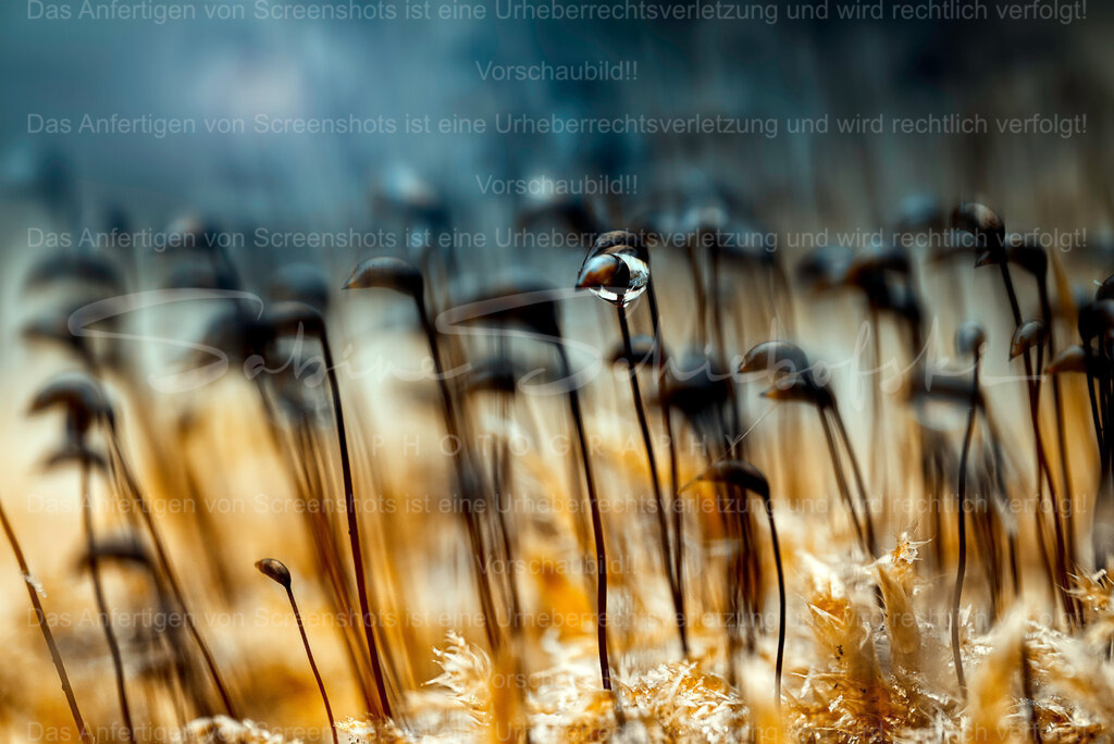 Sei anders - sei Du selbst | People- und Tierfotografie, Imageaufnahmen, Veranstaltungsfotografie und Wandbilder aus der Natur ★ Made in Germany ✔️ Druck + Downloads ✔️ Naturfotografie in Top Qualität ★ schneller Versand, weltweite Lieferung! - Realisiert mit Pictrs.com
