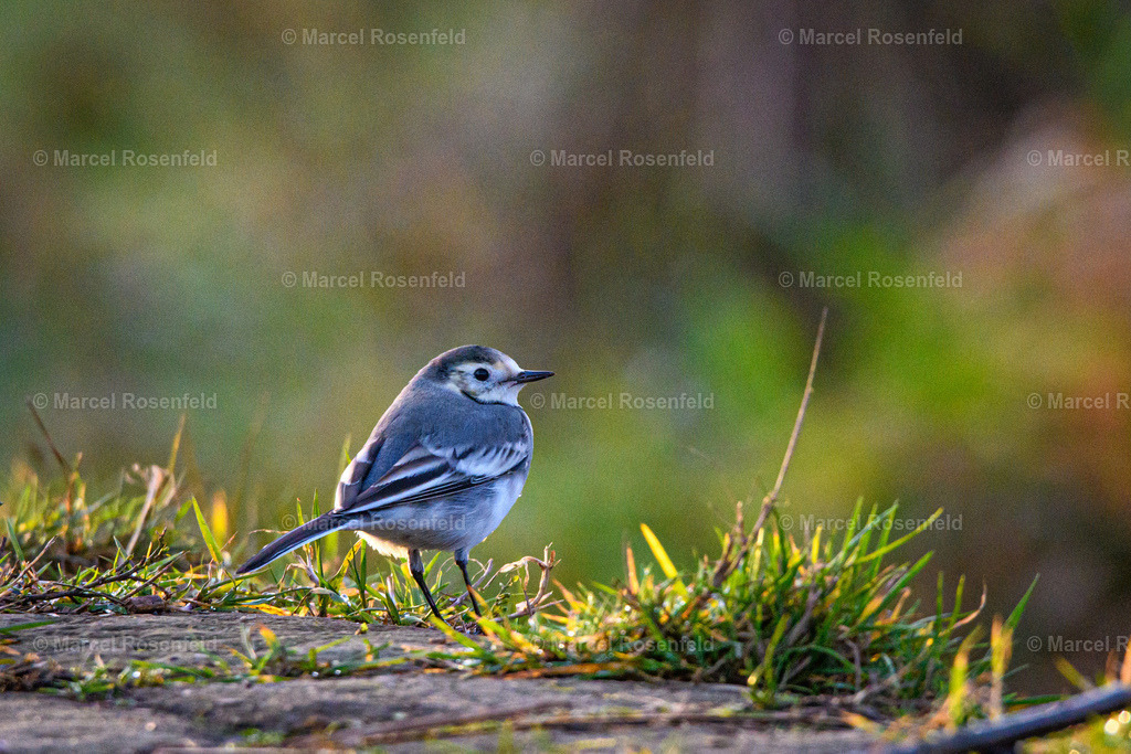 _DSC3983 | foto-rosenfeld