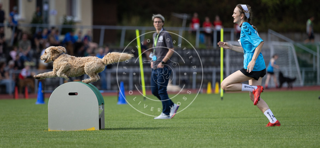 Pfotenfotografie_DV3A1254 | Hundefotografie, Tierfotograf, Pfotenfotografie, Fotoshooting Hund, Hunde Portrait, Hundesport, Hundeportraits, Heideshooting, Hunde, Sportfotograf, Hundefotograf, Turnierhundsport, THS,  - Realisiert mit Pictrs.com
