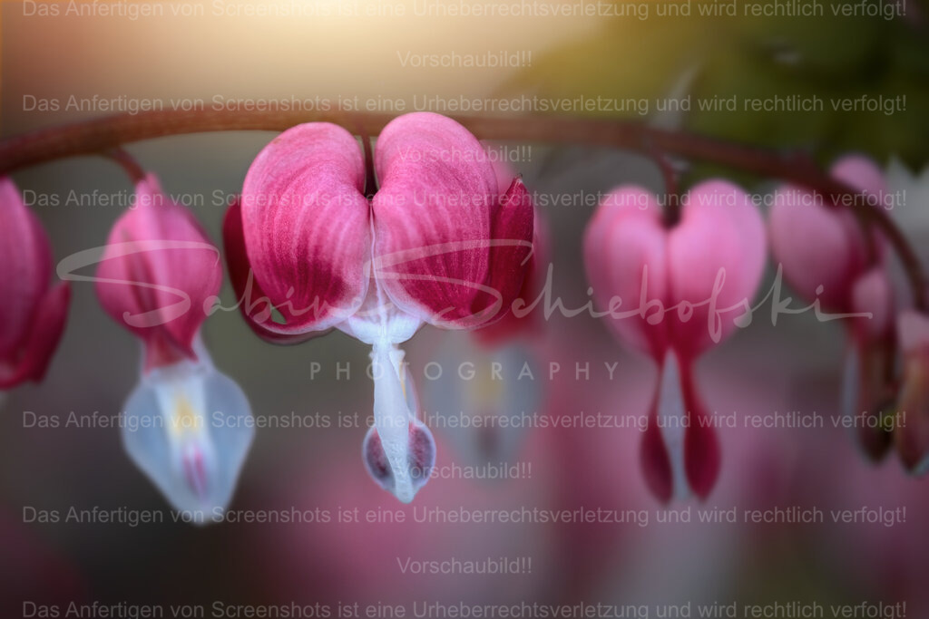 Tränendes Herz im warmen Abendlicht – Fine Art Makro | People- und Tierfotografie, Imageaufnahmen, Veranstaltungsfotografie und Wandbilder aus der Natur ★ Made in Germany ✔️ Druck + Downloads ✔️ Naturfotografie in Top Qualität ★ schneller Versand, weltweite Lieferung! - Realisiert mit Pictrs.com