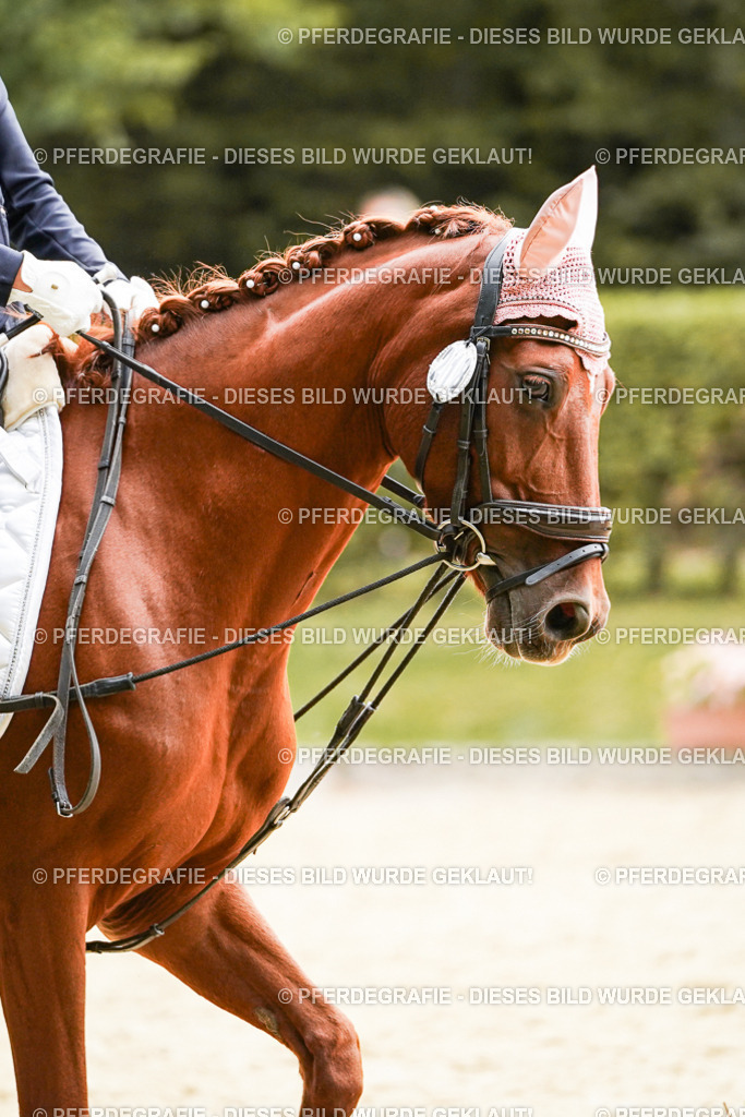 DSC09441 | Pferdegrafie