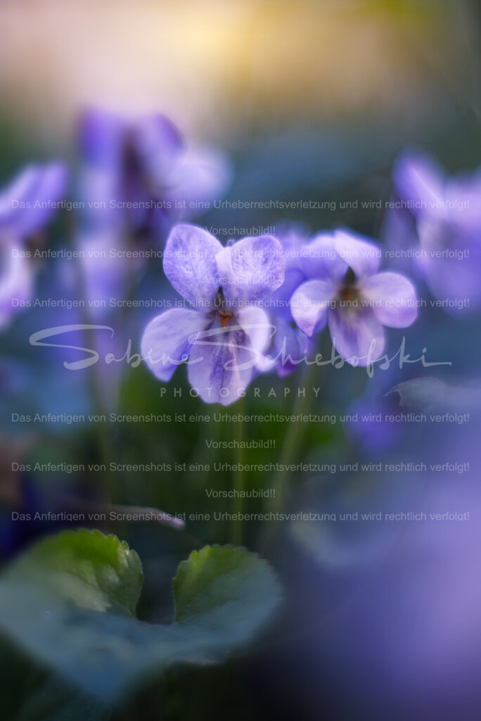 Ein Traum in violett | Zarte Duftveilchen im weichen Morgenlicht.  - Realisiert mit Pictrs.com