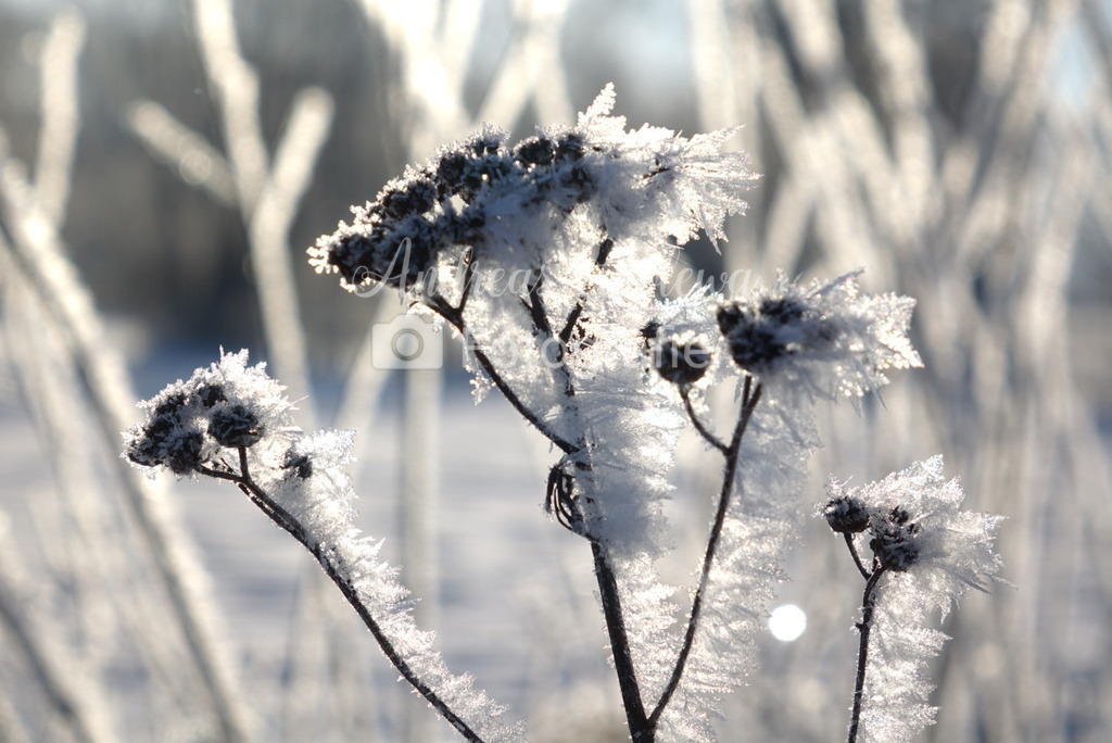 DSC04627 | Der Onlineshop für malerische Fotografien aus dem Landkreis Vechta✅ Premium Druck auf Leinwand✅ Acryl✅ oder Alu-Dibond✅➤Jetzt Bestellen! - Realisiert mit Pictrs.com