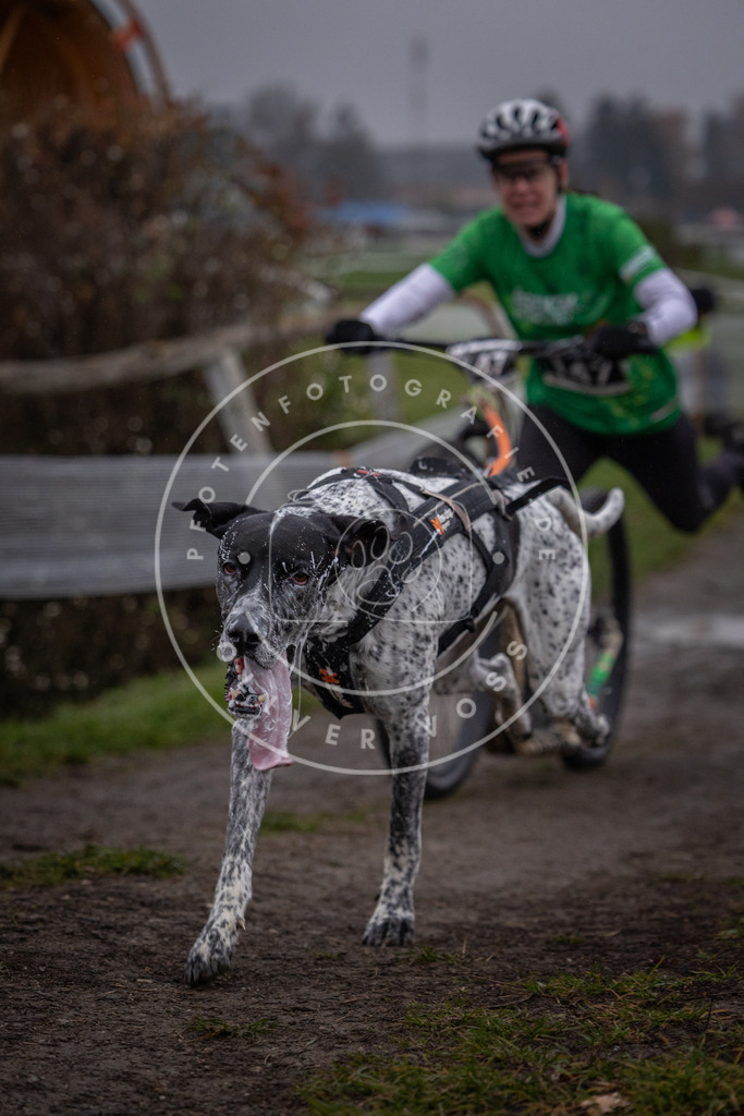 CaniXpix_0L8A0533 | Hundefotografie, Tierfotograf, Pfotenfotografie, Fotoshooting Hund, Hunde Portrait, Hundesport, Hundeportraits, Heideshooting, Hunde, Sportfotograf, Hundefotograf, Turnierhundsport, THS,  - Realisiert mit Pictrs.com