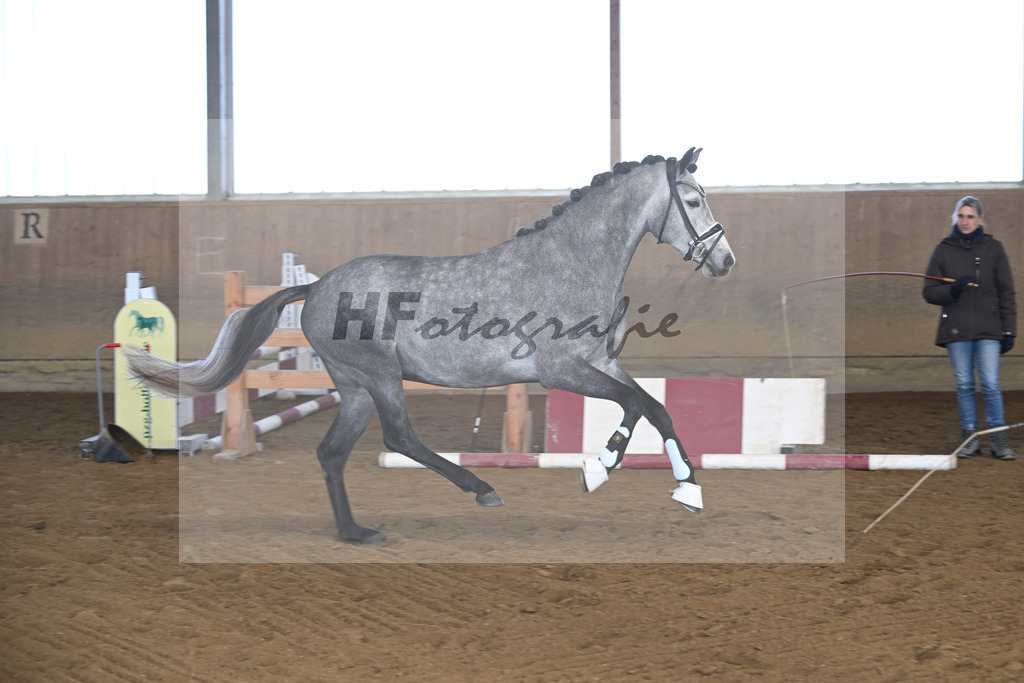 Kat-Nr. 3 Golden Diamond K v. GoldenGray_Koldas_49250070 | hf-fotografie - Realisiert mit Pictrs.com