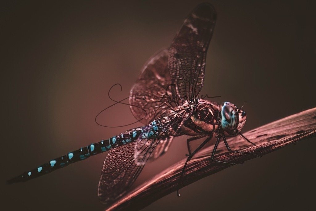 Große Königslibelle | Simone Sperber, svb-photography,Fotografin,Bilddesignerin,Naturfotografie,Macrofotografie,Tierfotografie,Wildtierfotografie,Ausstellungen,Auftragsfotografie,Kunst,Art,Photographer,Shootings,Bildberatbeitung,Galerie,Shop