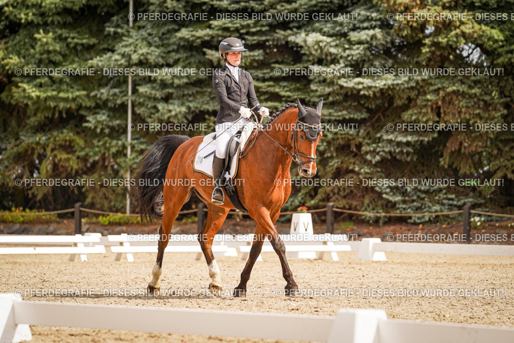 DSC01753 | Pferdegrafie