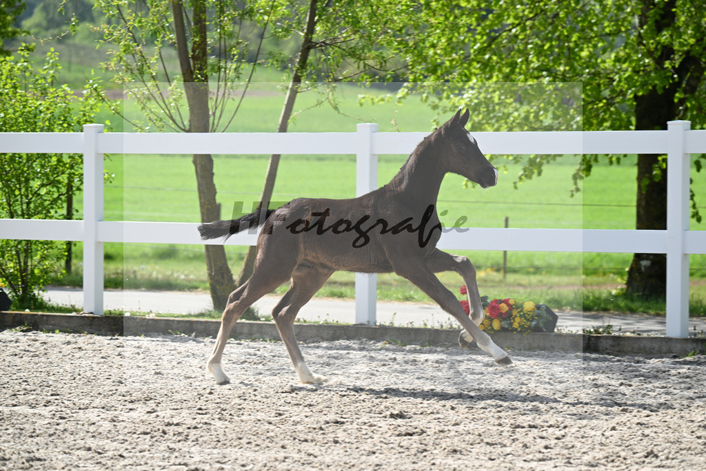 Kat-Nr. 39 HF Sebastino PS x Fuerstano_Heilemann_23260258 | hf-fotografie - Realisiert mit Pictrs.com
