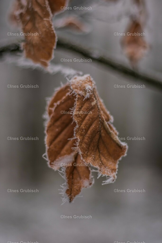 Buchenblatt mit Eiskristallen | Lila Lubbenbomm - Artwork by Ines Grubisch - Realisiert mit Pictrs.com