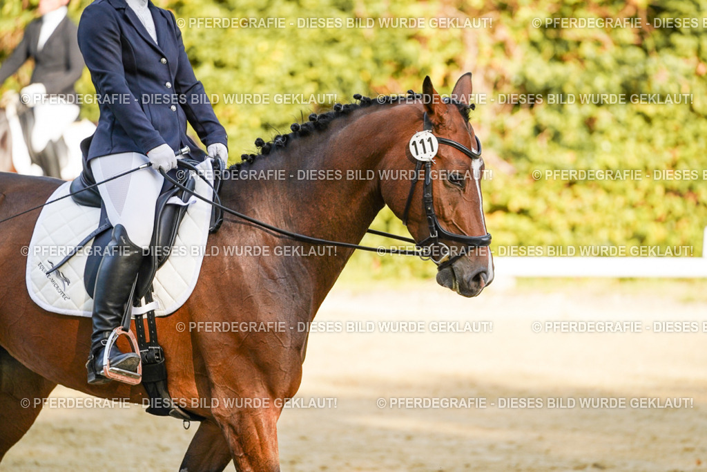 DSC05261 | Pferdegrafie