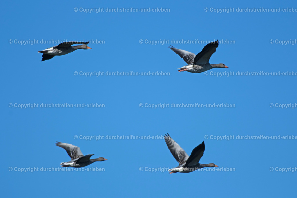 Graugänse in perfekter Formation | Four graylags are flying in perfect formation over the lakes of the bird sanctuary Rieselfelder in MÜnster, Germany. - Realisiert mit Pictrs.com