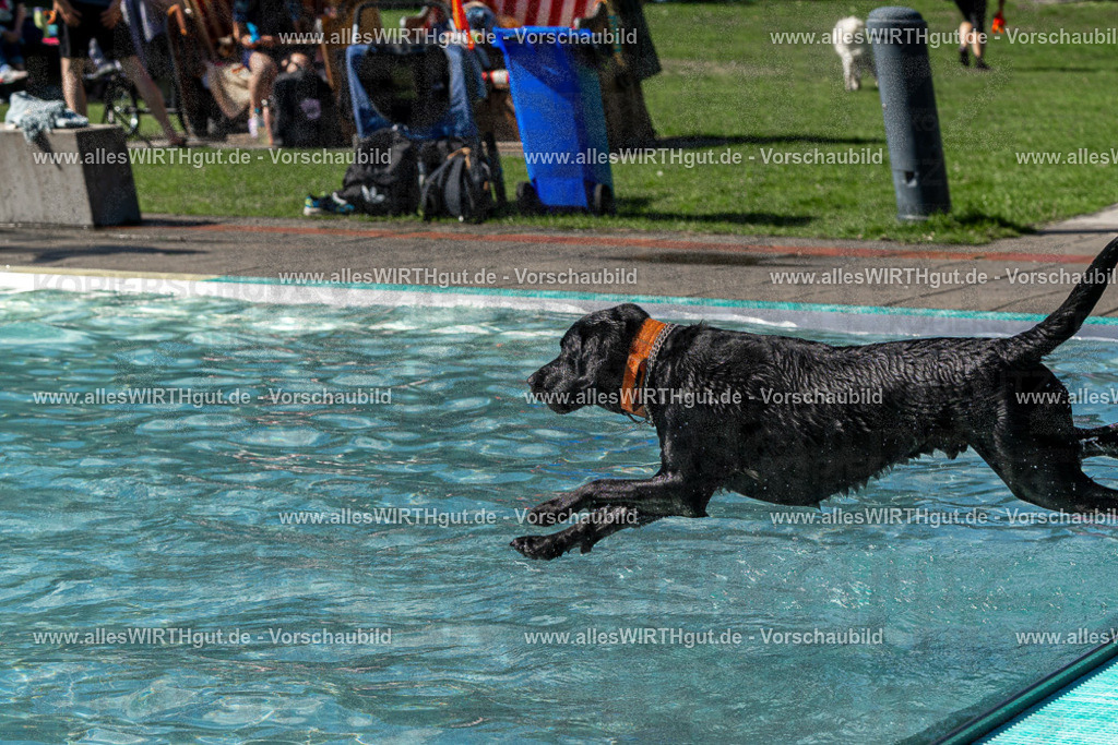 Hundeschwimmen_Volksbad_2026-allesWIRTHgut_Tierfotografie-2609061323-FAY06708 | Professionelle Tierfotografie in Mönchengladbach von Daniel Wirth (allesWIRTHgut). Liebevolle & natürliche Bilder von Hunden & Katzen für unvergessliche Erinnerungen.