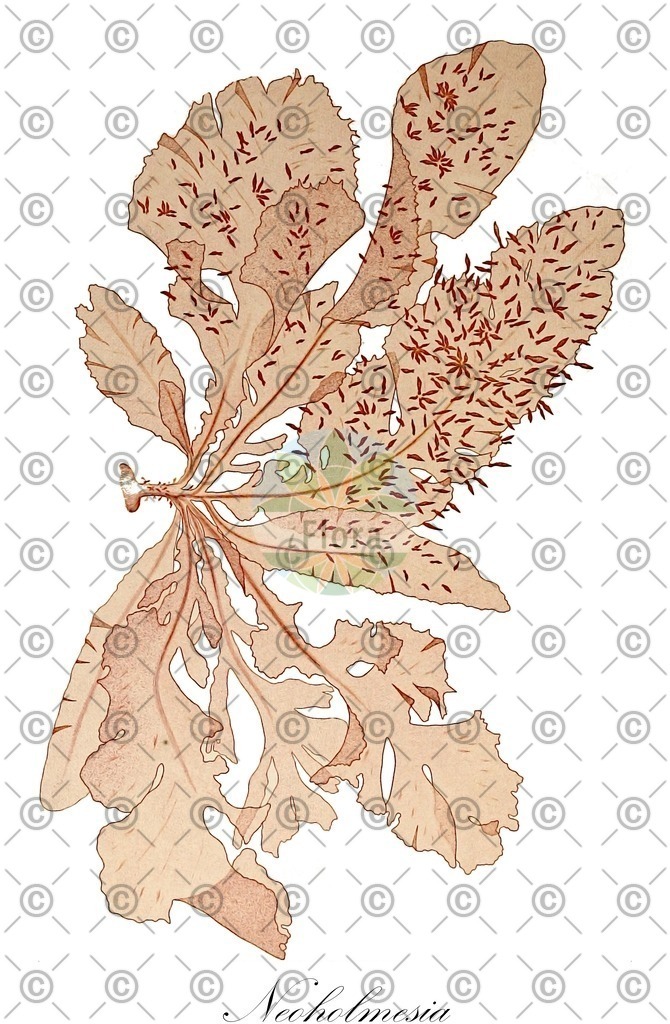 HistAbb_wfo-0000250115_1_ENZY_Simple | Historische Abbildung von Neoholmesia - Delesseriaceae (0) | Historical Illustration of Neoholmesia - Delesseriaceae (0)