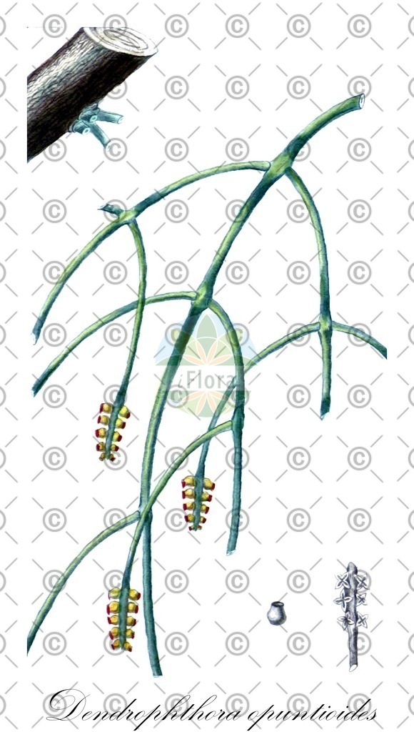 HistAbb_wfo-0000941721_1_ENZY_Simple | Historische Abbildung von Dendrophthora opuntioides - Santalaceae | Historical Illustration of Dendrophthora opuntioides - Santalaceae
