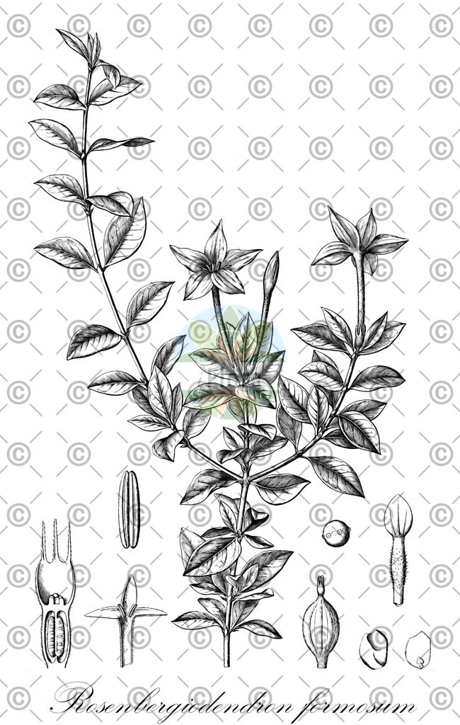 HistAbb_wfo-0000779516_1_ENZY_Simple | Historische Abbildung von Rosenbergiodendron formosum - Rubiaceae | Historical Illustration of Rosenbergiodendron formosum - Rubiaceae