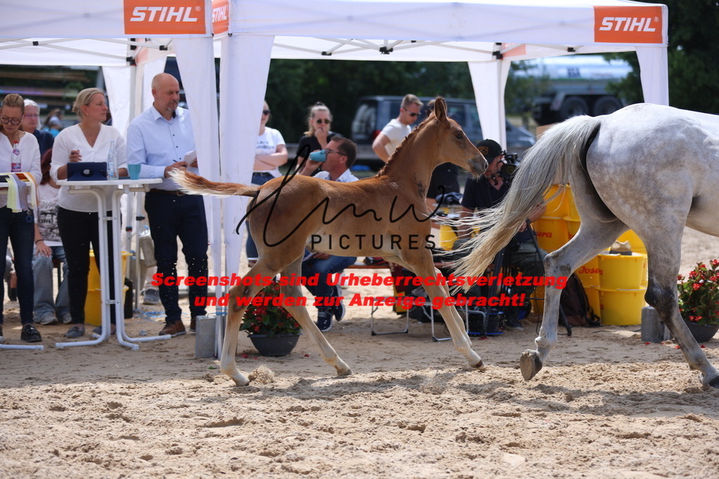 Fohlenschau_Schwäbisch_Hall_springbetonte_Fohlen_KN 27_10 | lmwpictures - Realisiert mit Pictrs.com