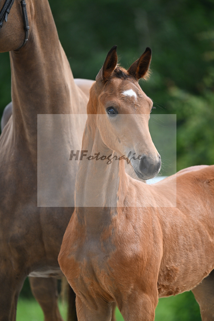 Sir Gribaldi x Florencio I_SF_Gestuet Greim_20240800 | hf-fotografie - Realizzato con Pictrs.com