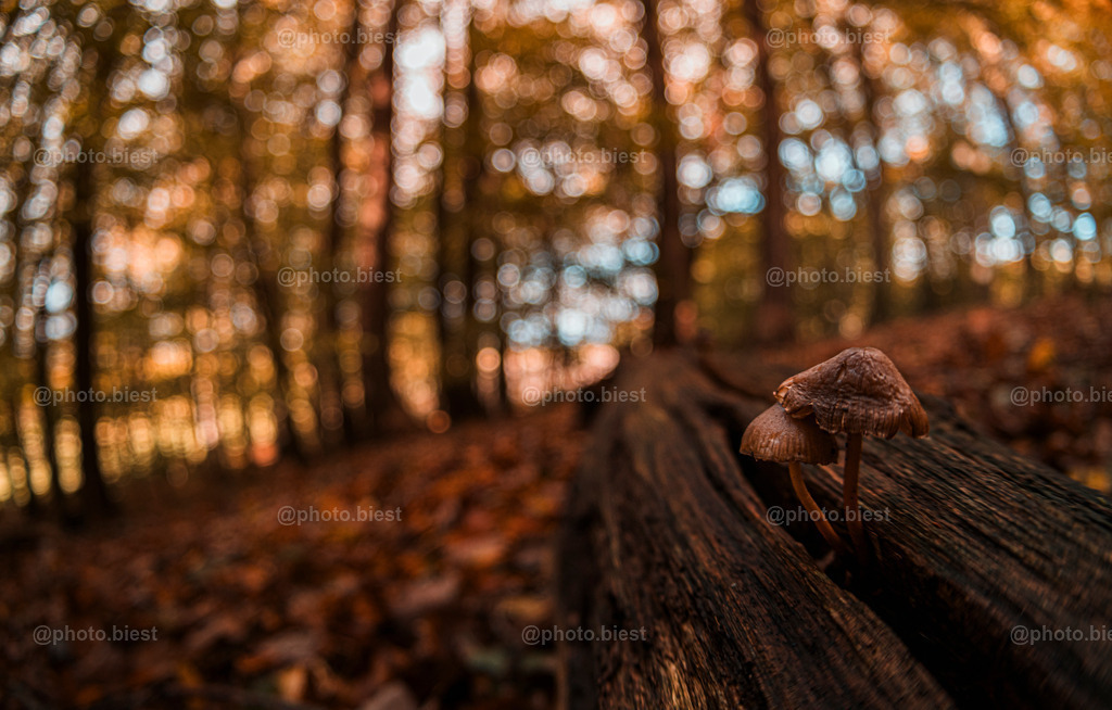 Herbstwaldpanorama | Ein wunderschön-herbstliches Wald/Pilz/Bild. - Realisiert mit Pictrs.com