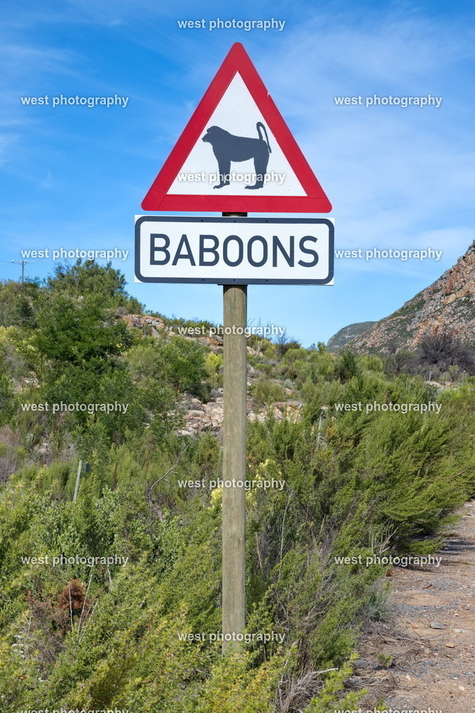 Baboons 1 - RSA 2025 | west photography - Realisiert mit Pictrs.com