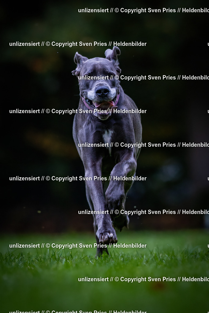 Sven Pries | 2024-10-19 - Hunderennen Ober-Grombach - Realisiert mit Pictrs.com