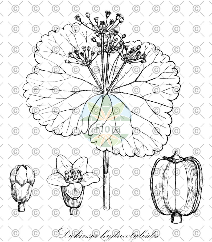 HistAbb_wfo-0001112345_2_ENZY_Simple | Historische Abbildung von Dickinsia hydrocotyloides - Apiaceae | Historical Illustration of Dickinsia hydrocotyloides - Apiaceae