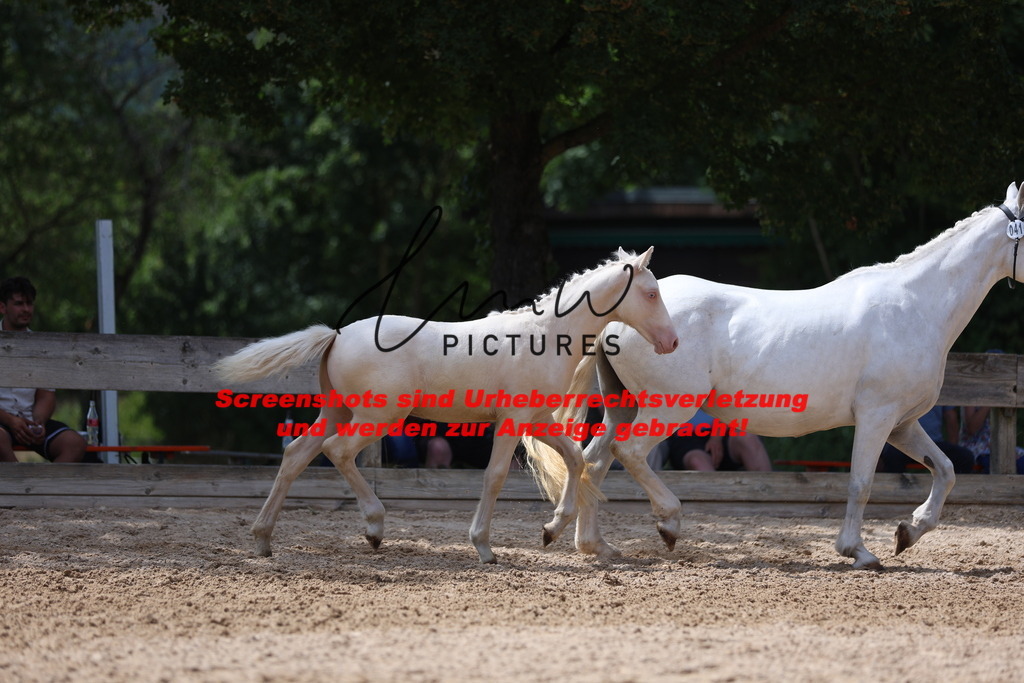 Fohlenschau_Schwäbisch_Hall_Ponys_KN 41_1 | lmwpictures - Realisiert mit Pictrs.com