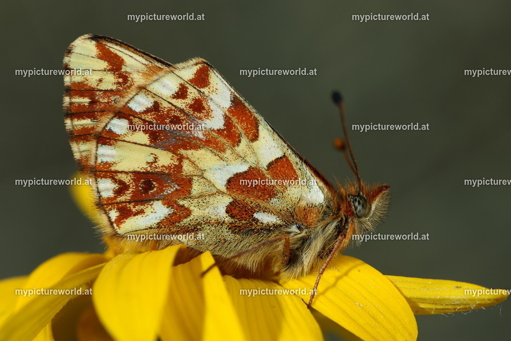 Boloria napaea-003 | Das Bilderarchiv über Tiere, Planzen und Landschaften. In der Bilddatenbank finden Sie ein große Auswahl an hochwertigen Bilder für Ihre Werbung - Realisiert mit Pictrs.com