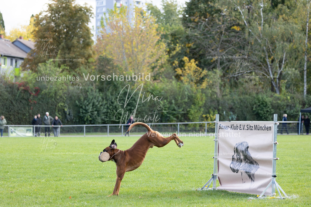 _16A6771 | Einzigartige Fotos von Hunden & Menschen –Actionfotos, Portraits, Vereinsaufnahmen & Paarshootings – authentisch, lebendig & mit Herz.