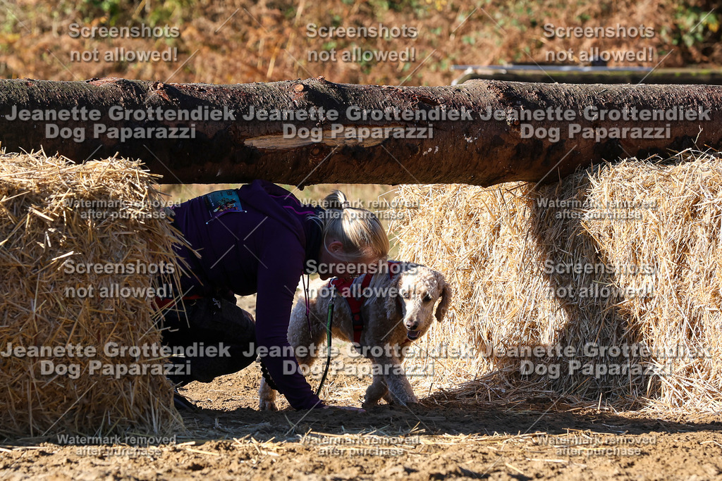 Dog Paparazzi - Strongdog 10-25-1701 | Dog Paparazzi Jeanette Grottendiek Fotografie & Videografie