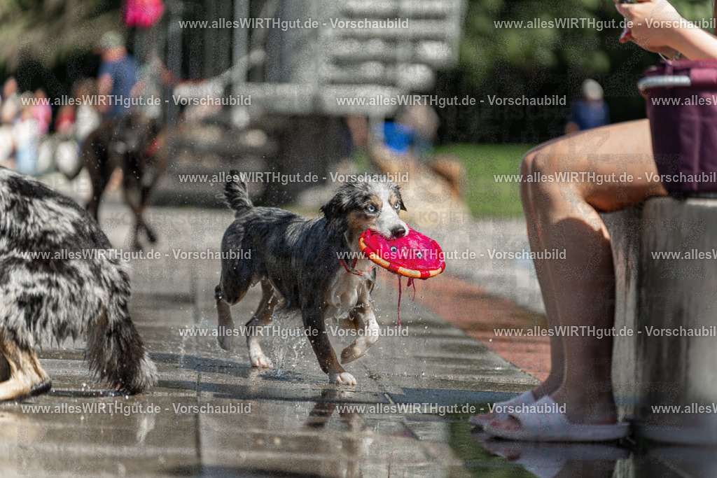 Hundeschwimmen_Volksbad_2026-allesWIRTHgut_Tierfotografie-2609061212-112257-7R500293 | Professionelle Tierfotografie in Mönchengladbach von Daniel Wirth (allesWIRTHgut). Liebevolle & natürliche Bilder von Hunden & Katzen für unvergessliche Erinnerungen.