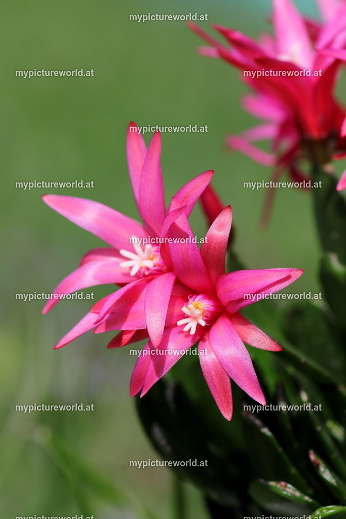 Osterkaktus-002 | Das Bilderarchiv über Tiere, Planzen und Landschaften. In der Bilddatenbank finden Sie ein große Auswahl an hochwertigen Bilder für Ihre Werbung - Realisiert mit Pictrs.com