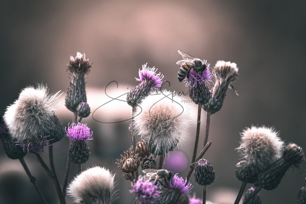 Biene auf Acker Kratzdistel | Simone Sperber, svb-photography,Fotografin,Bilddesignerin,Naturfotografie,Macrofotografie,Tierfotografie,Wildtierfotografie,Ausstellungen,Auftragsfotografie,Kunst,Art,Photographer,Shootings,Bildberatbeitung,Galerie,Shop