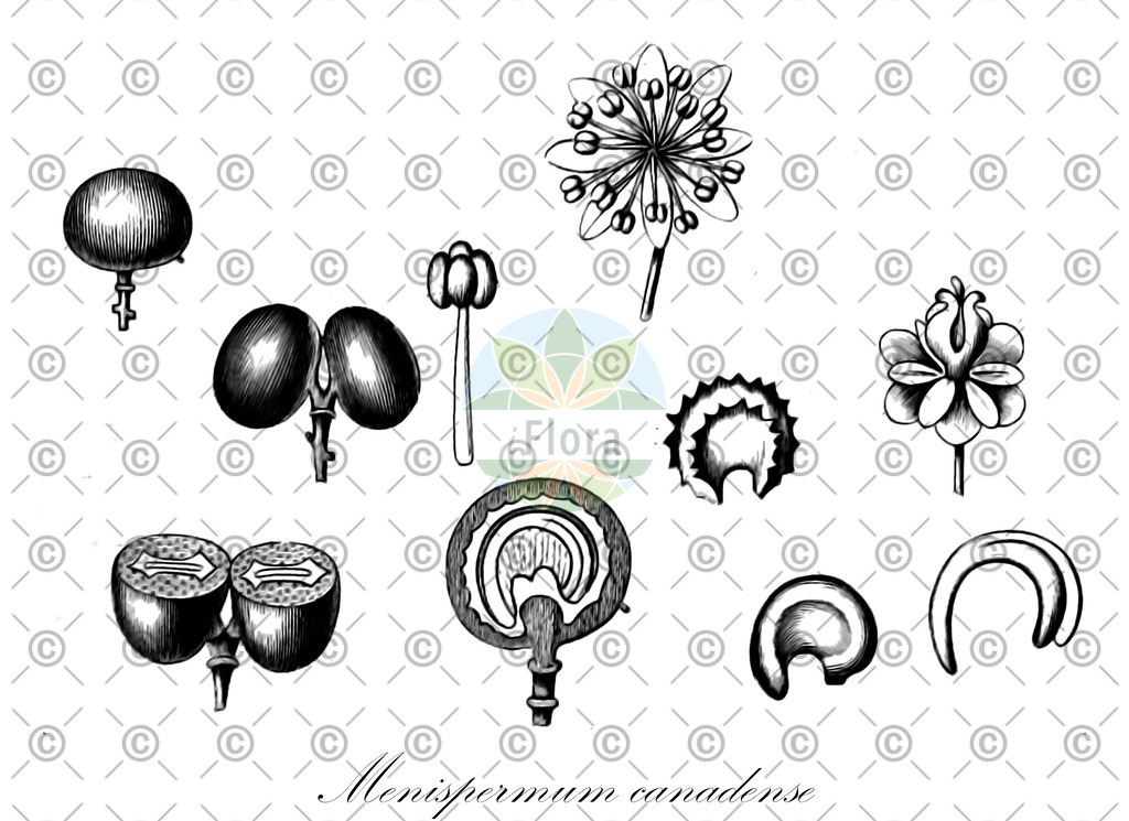 HistAbb_wfo-0000816910_1_ENZY_Simple | Historische Abbildung von Menispermum canadense - Menispermaceae | Historical Illustration of Menispermum canadense - Menispermaceae (canada moonseed;ménisperme du canada;moonseed)