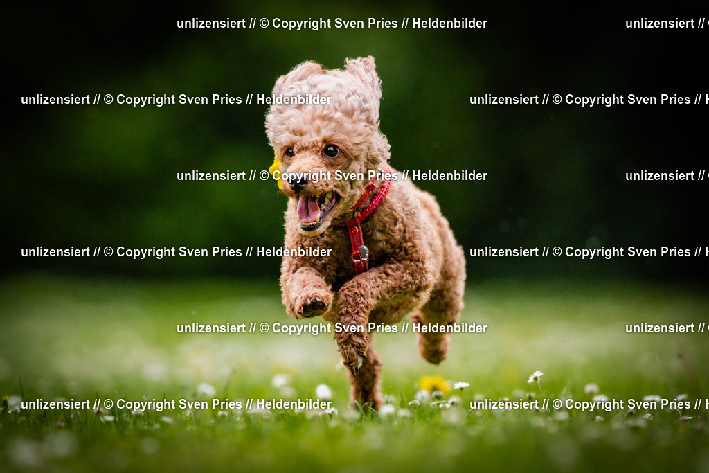 Sven Pries | 2025-05-29 - Pudelrennen KA-Durlach - Realisiert mit Pictrs.com