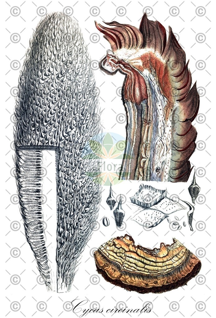 HistAbb_wfo-0000631521_4_ENZY_Simple | Historische Abbildung von Cycas circinalis - Cycadaceae | Historical Illustration of Cycas circinalis - Cycadaceae