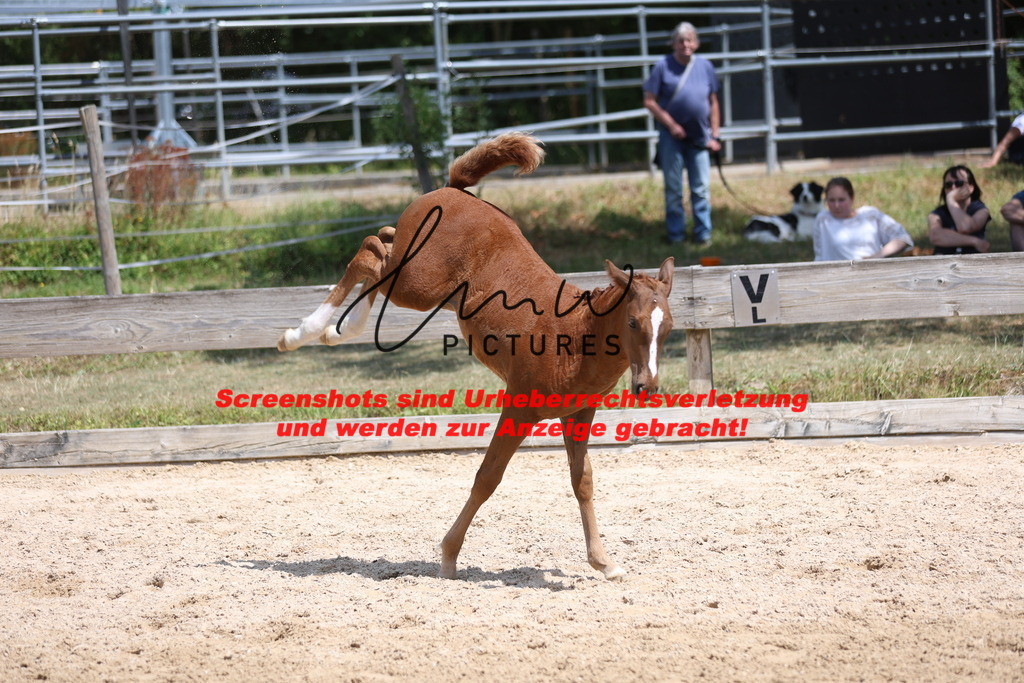 Fohlenschau_Schwäbisch_Hall_springbetonte_Fohlen_KN 36_8 | lmwpictures - Realisiert mit Pictrs.com