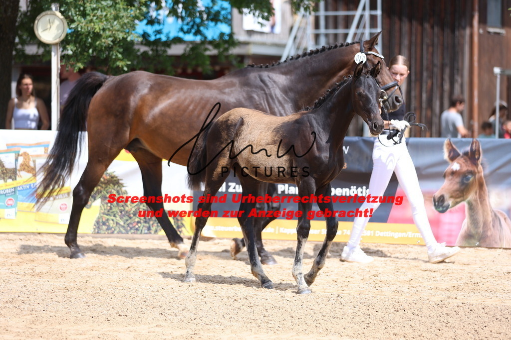 Fohlenschau_Schwäbisch_Hall_dressurbetonte_Fohlen_KN 10_18 | lmwpictures - Realisiert mit Pictrs.com