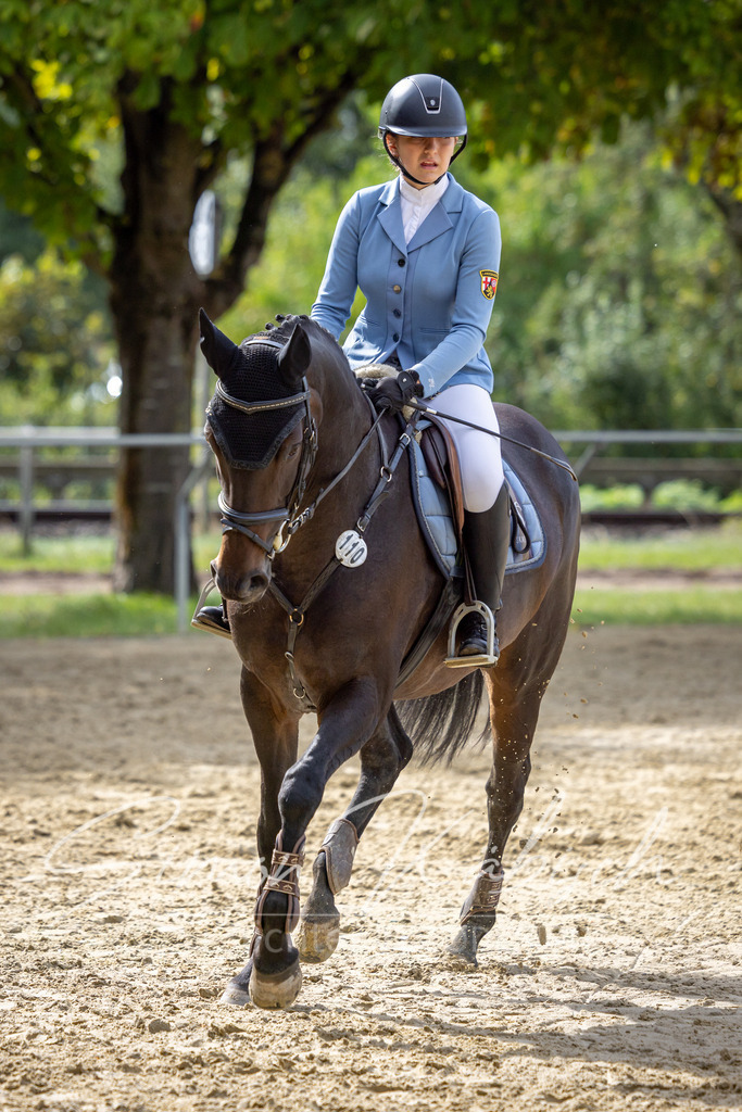20260905-_3LI7517 | Tierfotografie Pferde, Hunde, Katzen, Haustiere.
Turnierfotografie Reitturniere, Reiten, Springreiten, Dressur in Hanau, dem Main-Kinzig-Kreis und dem Rhein-Main- Gebiet um Frankfurt