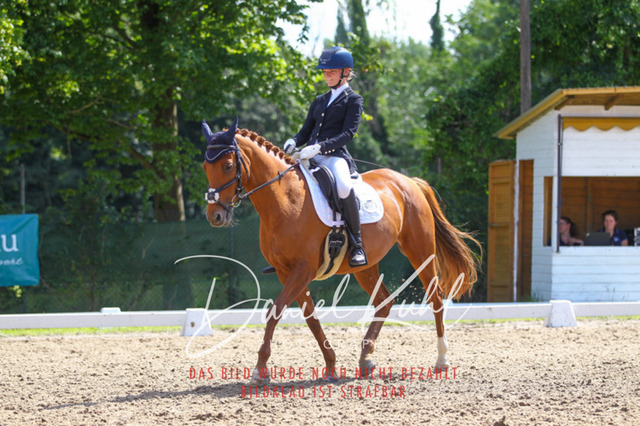 DKP42749 | Turniersportfotografie; Pferdefotografie; Dressurfotografie