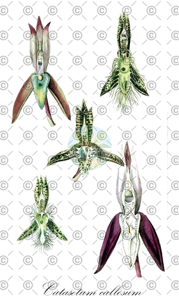 HistAbb_3JDT_1_ENZY_Simple | Historische Abbildung von Catasetum callosum - Orchidaceae | Historical Illustration of Catasetum callosum - Orchidaceae