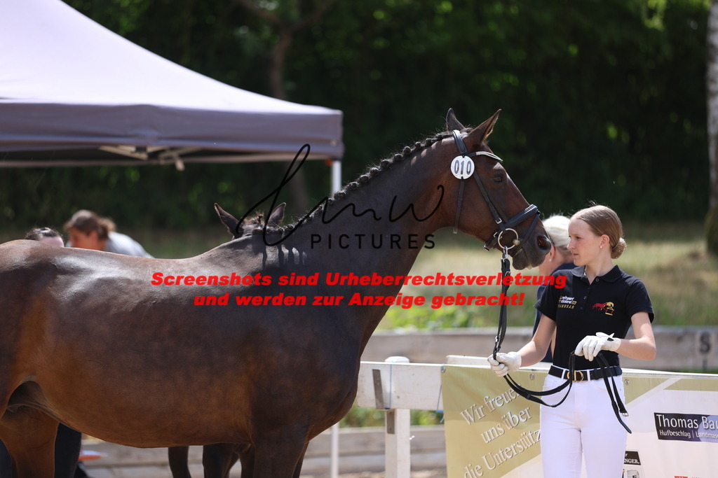 Fohlenschau_Schwäbisch_Hall_dressurbetonte_Fohlen_KN 10_21 | lmwpictures - Realisiert mit Pictrs.com